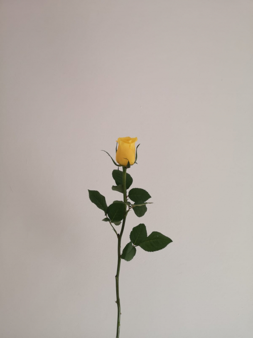 Foto k produktu Rose Monwalk 60cm