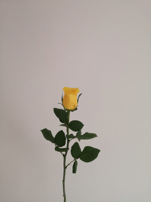 Foto k produktu Rose Monwalk 60cm