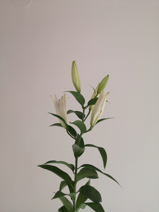 Foto k produktu Lilien Helvetia 95cm