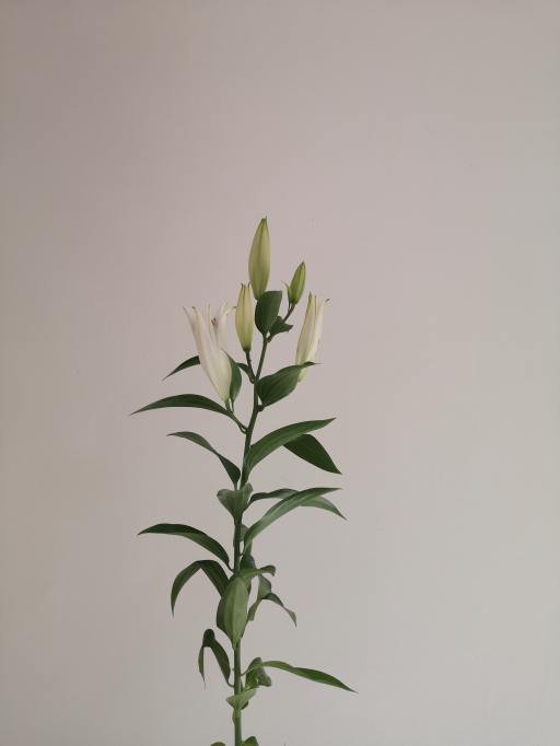 Foto k produktu Lilien Helvetia 95cm