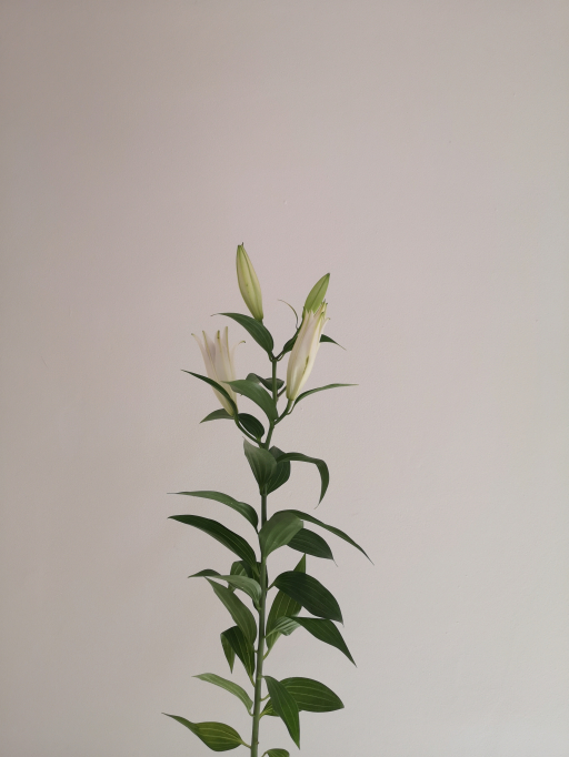 Lilien Helvetia 95cm Simply rose květinářství Písek