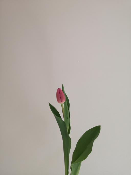 Foto k produktu Tulip Barcelona