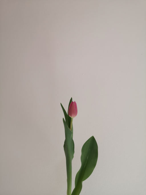 Foto k produktu Tulip Barcelona
