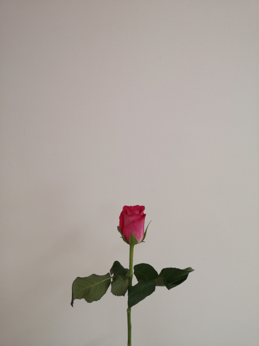 Foto k produktu Rose Orchestra