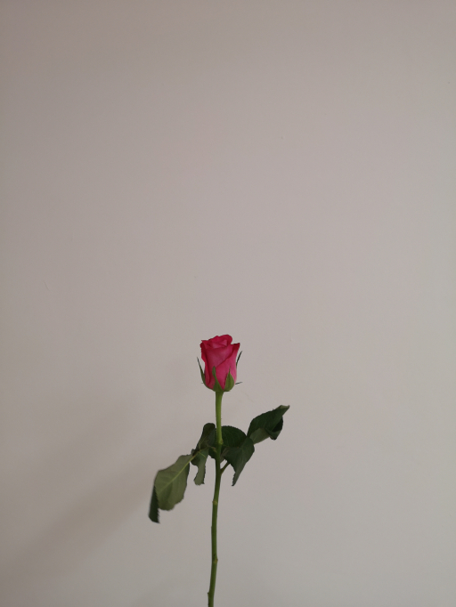 Foto k produktu Rose Orchestra