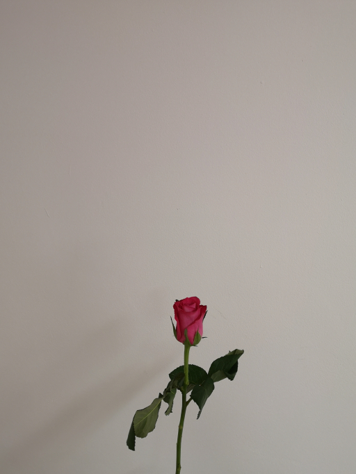 Rose Orchestra Simply rose květinářství Písek