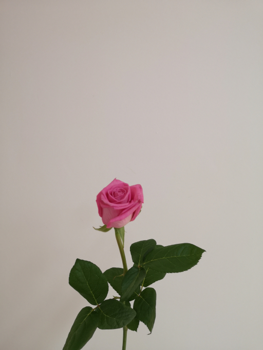 Foto k produktu Rose Aqua 70cm